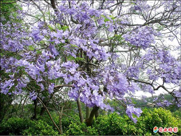 高市行道樹變身改種藍花楹 風鈴木 地方 自由時報電子報