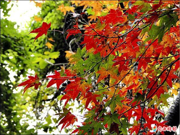 上陽明山賞紅葉冬遊最夯 地方 自由時報電子報