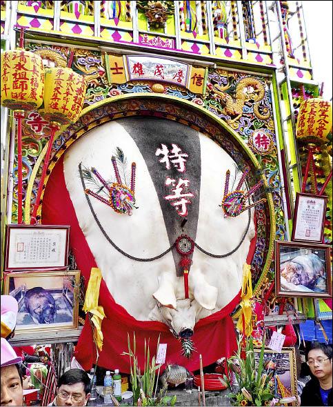 祖師公誕辰 初六賽神豬 - 地方 - 自由時報電子報