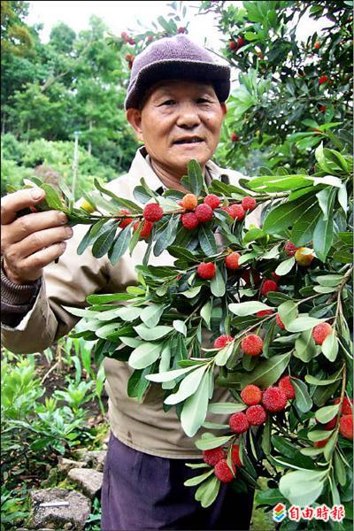 產期僅半月 紗帽山樹梅快嘗鮮 - 地方 - 自由時報電子報