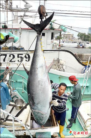 東港黑鮪魚 捕獲量創新低 價漲 - 地方 - 自由時報電子報