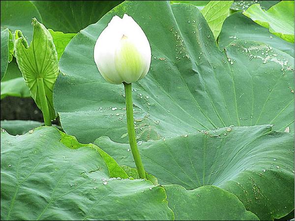 粉白蓮花苞雨後多嬌美 地方 自由時報電子報