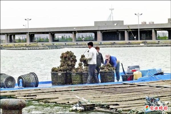 颱風來勢洶洶，蚵民將外海放養的牡蠣拖回布袋港區，並搶收牡蠣。（記者蔡宗勳攝）