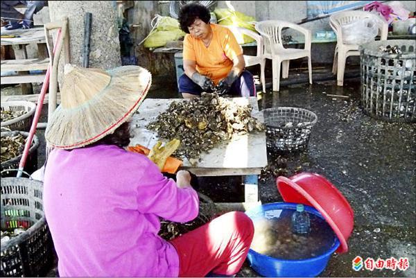 受天災及季節性影響，近來牡蠣減產，漁村婦女鋟蚵收入也跟著減少。（記者蔡宗勳攝）