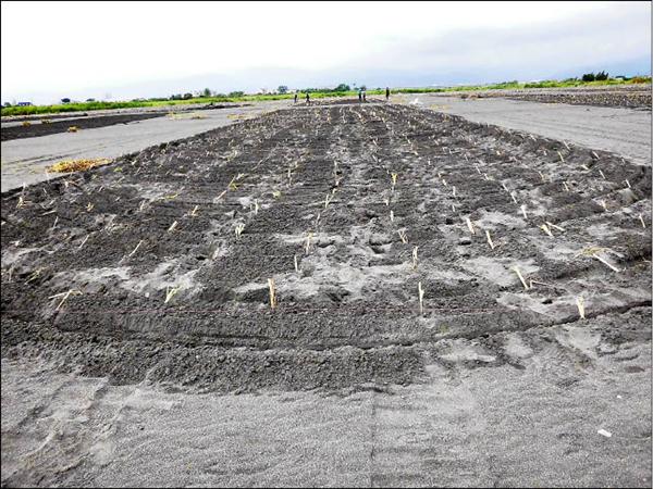 河川局為減少揚塵，在蘭陽溪床種植8公頃「象草」，環保團體擔心破壞生態。（圖由第一河川局提供）