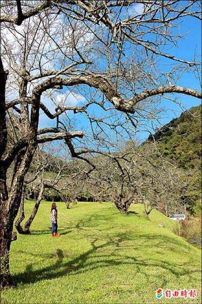 信義鄉牛稠坑柳家梅園梅樹枝條已經含苞待放。（記者陳信仁攝）