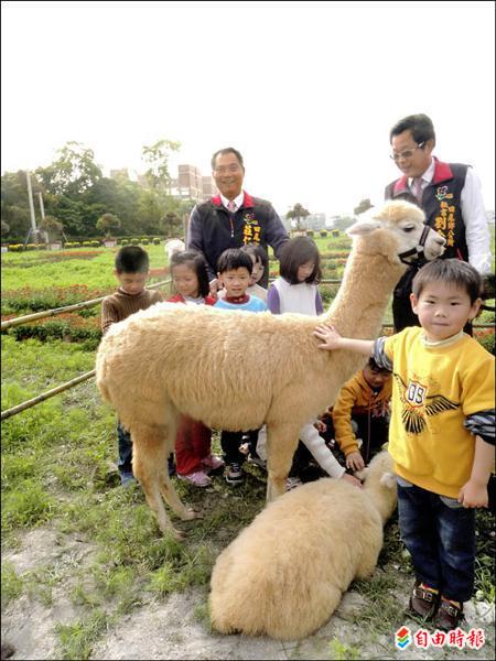 羊駝於春節會在田尾公路花園跟民眾見面，小朋友開心與羊駝互動。（記者劉曉欣攝）