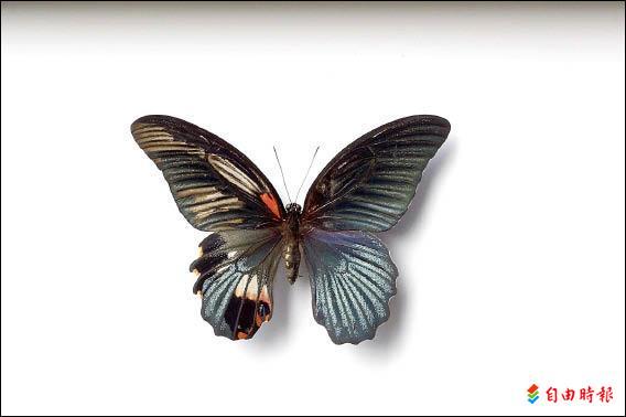 昆虫標本 蝶 13種 - 美術品