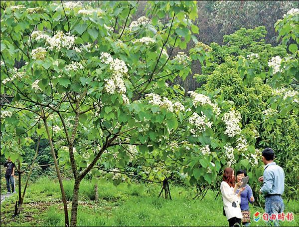 雲林桐花祭登場，滿樹小白花，民眾自拍留下美麗的景象。（記者林國賢攝）