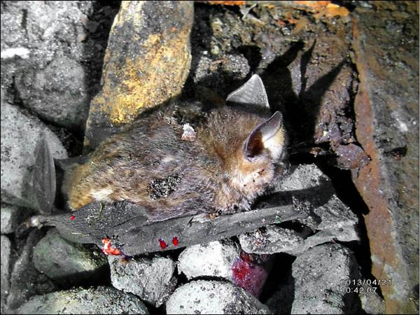 民宿業者王三華在阿里山森鐵十九號隧道中，發現有好幾隻葉鼻蝠和小啼鼻蝠遭人用彈珠打死、打傷。（記者林宜樟翻攝）