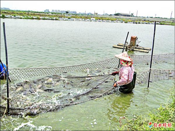 台灣鯛產銷失衡魚價慘跌 地方 自由時報電子報