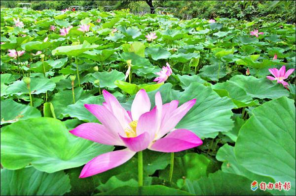 員林農工荷花池，滿池荷花已陸續綻放，景色迷人。（記者湯世名攝）