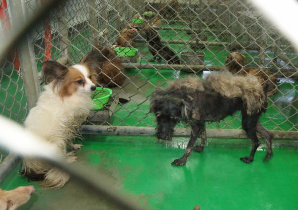非法寵物犬繁殖場148隻名犬骨瘦如柴 社會 自由時報電子報