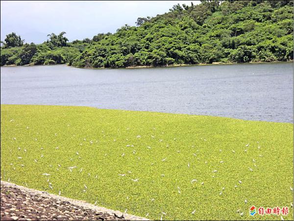 水芙蓉爆量鳳山水庫發包清除 地方 自由時報電子報