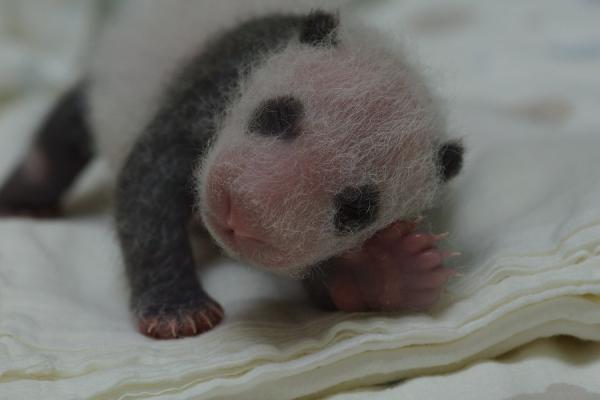 圓仔目前已577.8公克。（台北市立動物園提供）