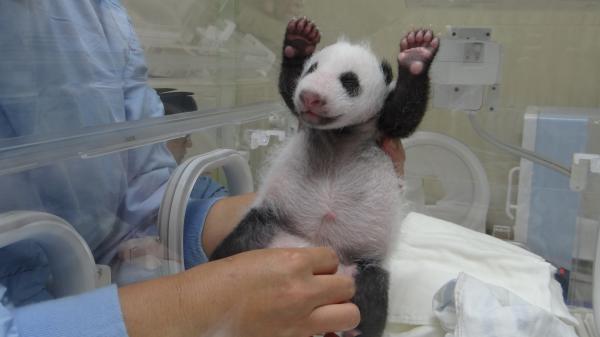 台北市立動物園今天分享大貓熊寶寶「圓仔」的保育心得。（圖由台北市立動物園提供）