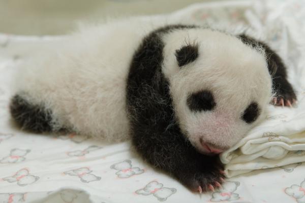 已33日齡的「圓仔」體重已突破1500公克。（圖由台北市立動物園提供）