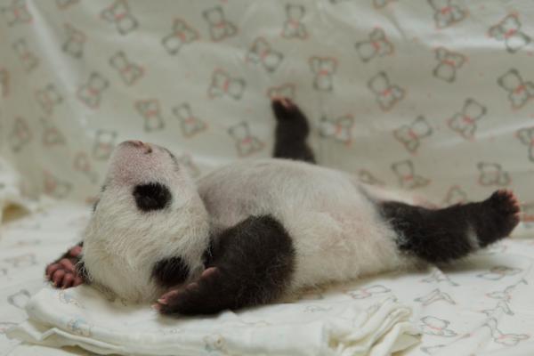 圓仔睡相四腳朝天，模樣超可愛。（圖由台北市立動物園提供）