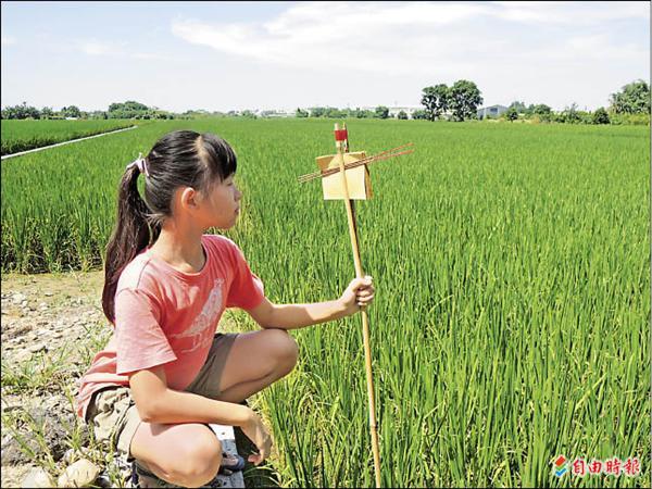 中秋節也是土地公生日，習俗上農民會在田頭插上「土地公枴」，現已很少見，引起小朋友好奇。（記者黃淑莉攝）