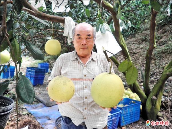 二水鄉香水帝王柚（右）比一般大白柚顆粒大，今年量少價揚。（記者顏宏駿攝）