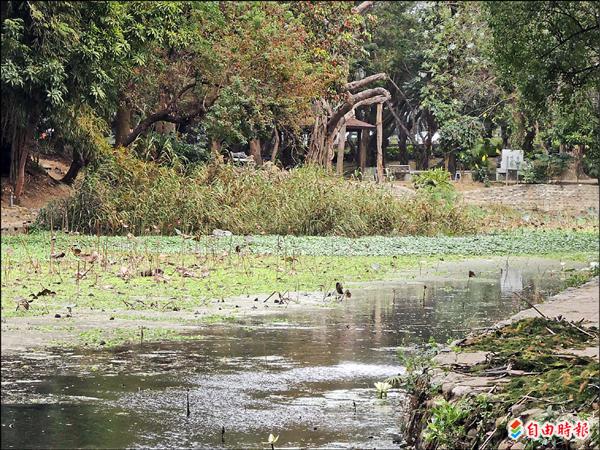 台南公園燕潭淤積嚴重又缺乏循環，幾乎快成了「沼澤」。（記者洪瑞琴攝）