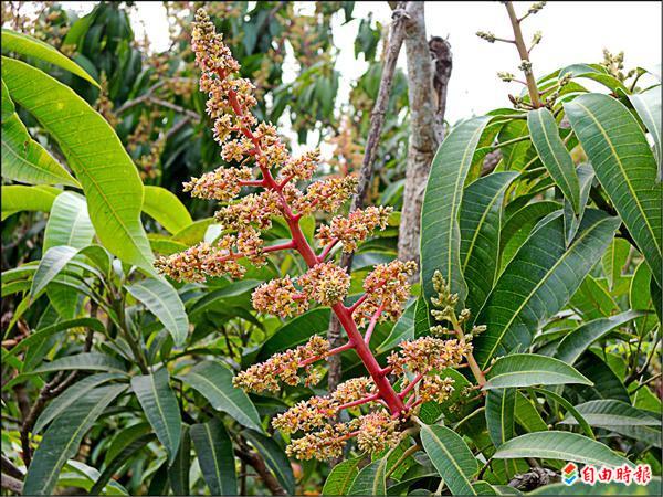 芒果開花期農民防治病蟲害 地方 自由時報電子報