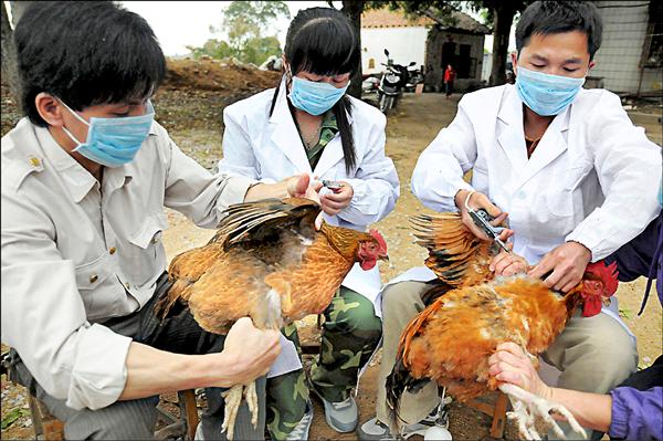 中國禽流感問題一波波，去年底出現全球首例人類感染禽流感病毒H10N8死亡案例，最新病毒基因分析，H10N8能感染肺部深處組織，也具有或能有效人傳人的基因特性。圖為中國廣西壯族自治區在雞場施打禽流感疫苗。（路透檔案照）