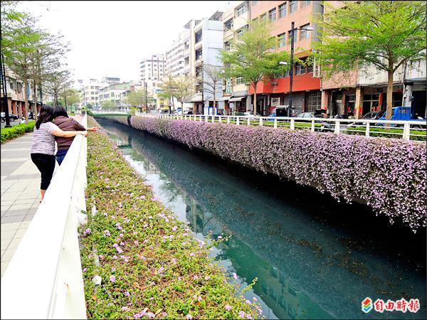 幸福川浪漫紫色花瀑臉書瘋傳 地方 自由時報電子報