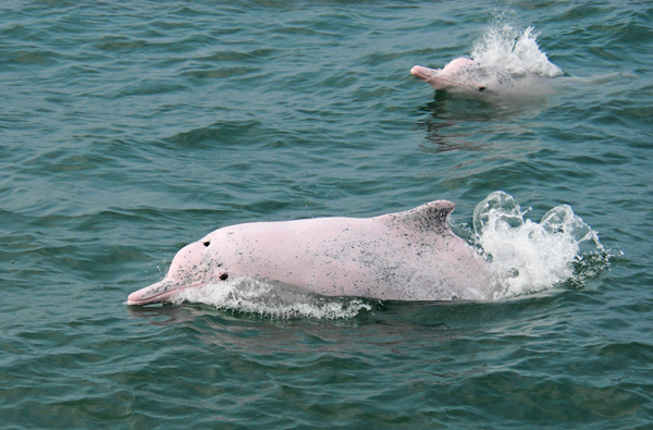 農委會昨預告劃設「中華白海豚野生動物重要棲息環境」，讓西海岸瀕臨絕種、數量剩不到百隻的白海豚，得以擁有安全的棲息地。（圖：農委會提供）