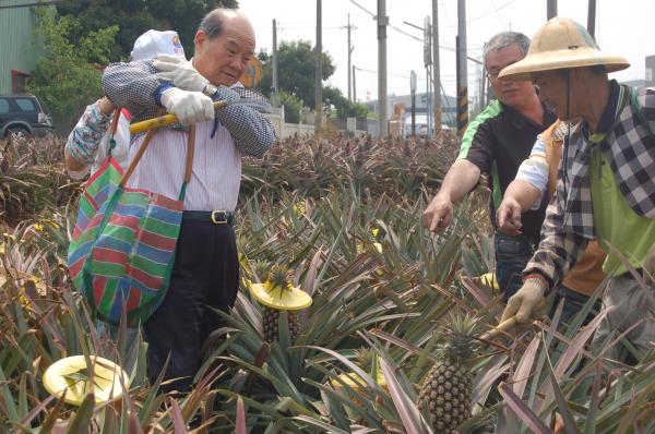 台灣團結聯盟主席黃昆輝上午到國內鳳梨主要產地民雄鄉宣導「反自經區開放中國農產品」，他親自下鳳梨田，體驗農民採收鳳梨的辛勞。（記者謝銀仲攝）