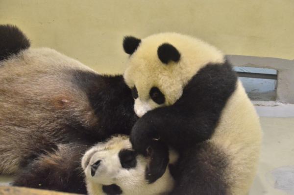 台北市立動物園今年除了大貓熊圓圓生下圓仔，另有20幾種動物也升格當媽媽。（台北市立動物園提供）