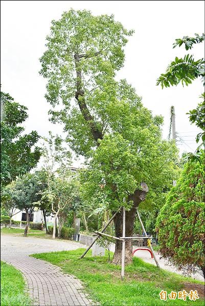 老樟樹在吳善文、蘇柏興等人協助下，移植到附近的成功公園，目前枝繁葉茂獲得重生。（記者陳建志攝）