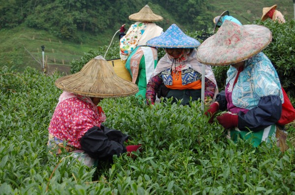 媒體報導，當年採茶的「姑娘」，如今已是八旬阿嬤，逐漸凋零，連帶讓東方美人茶產收也受影響。（資料照，記者佟振國攝）