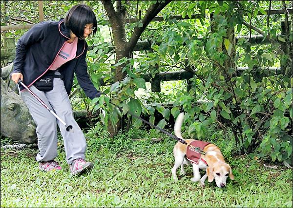 檢疫犬米格魯昨天到溪山國小為校園樹木進行總體檢，檢查是否染有褐根病。（溪山國小提供）