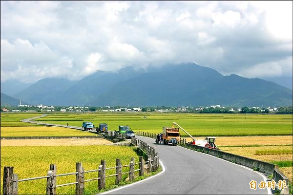 池上鄉一期稻作進入收割期，縣府預定公告七月一日至八月卅一日天堂路非農作車輛不得進入，觀旅處長陳淑慧卻說是不得停車，非不得進入。（記者王秀亭攝）