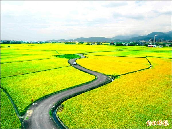 冬山「伯朗大道」，吸引攝影愛好者前來捕捉美景。（記者楊宜敏攝）