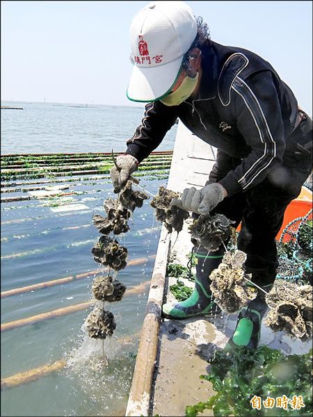 鹿耳門溪口是台南的牡蠣養殖重鎮。（記者蔡文居攝）