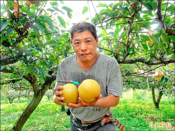 頭份果樹產銷班第五班班長鄧文雄，以不同樹種母株試嫁接，結果發現其中一種梨果品質非常好，並取名為「秋黃梨」。（記者彭健禮攝）