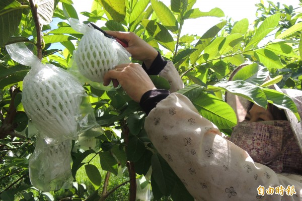 卑南鄉利吉村芭樂農友趁著天氣好，持續採收芭樂。（記者張存薇攝）