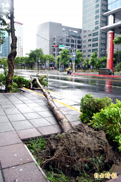 新北市板橋區豪宅林立的「新板特區」因強風襲擊，傳出多件路樹倒塌意外。（記者陳韋宗攝）