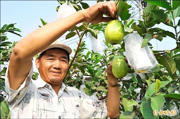 被芭樂農視為垃圾的芭樂葉，高雄區農業改良場點石成金。（記者蘇福男攝）