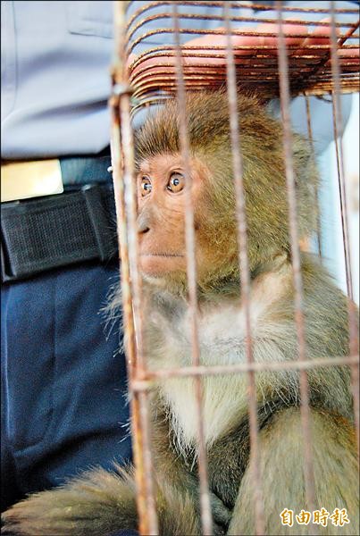 台灣獼猴屬保育類動物。（記者蔡宗憲攝）