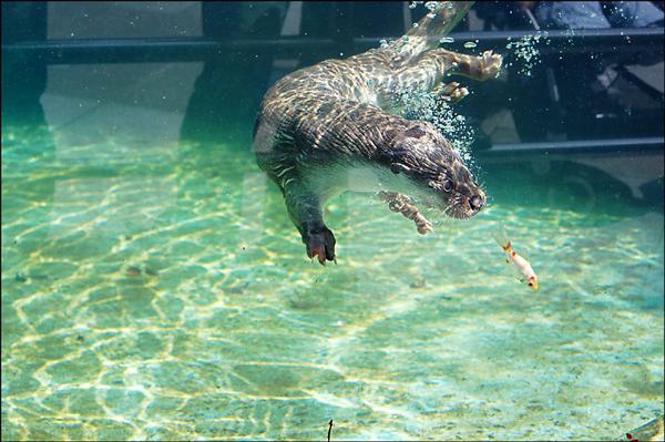 歐亞水獺爺爺「小新」昨天因難敵腫瘤復發過世。（台北市立動物園提供）