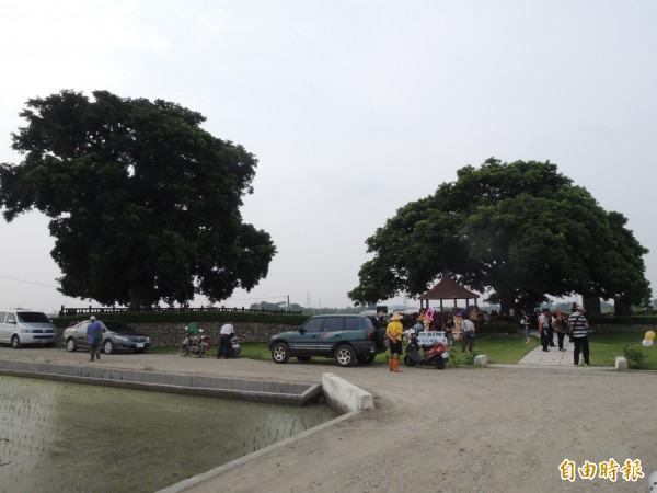 縣長參選人林滄敏在田中鎮老樹公園舉辦活動，當地居民未被告知，結果引發政治猜忌。（記者顏宏駿攝）