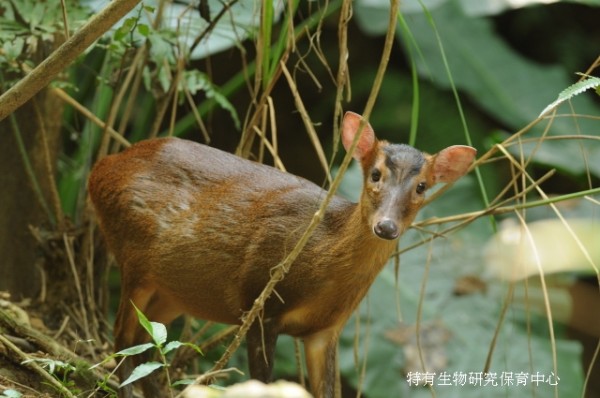 台灣低海拔堪稱「生物樂園」 有山羌、蝙幅、黑熊… - 生活 - 自由時報電子報