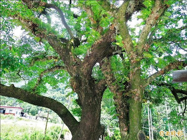 信義鄉坪瀨溪流生態區，一棵茄苳樹與龍眼樹合體生長成為「連體」夫妻樹。（記者劉濱銓攝）