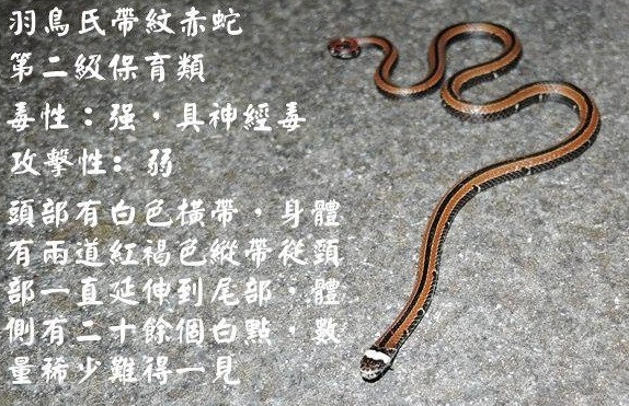 台灣蛇類 Snakes Of Taiwan Sinomicrurus Hatori 羽鳥氏帶紋赤蛇