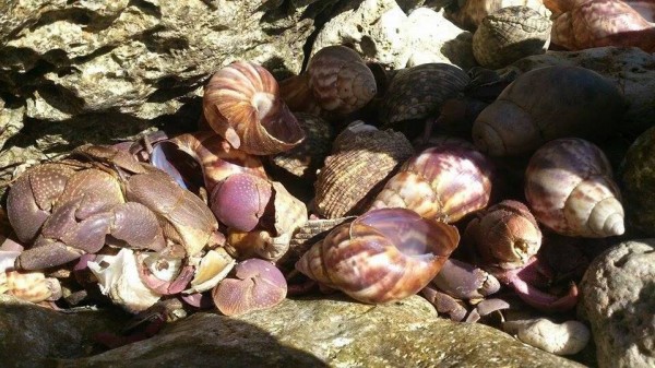 寄居蟹遭分屍，死狀淒慘。（記者蔡宗憲翻攝）