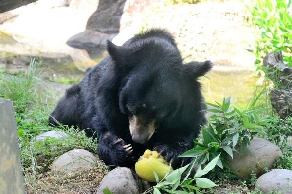 亞洲黑熊「阿里」剝柚子，品嘗幾口。（圖由台北市立動物園提供）