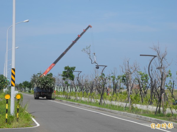 茄萣濕地公園600棵植栽，有1/3、約200棵枯死，工程明天將驗收，廠商連日來趕工補植。（記者蘇福男攝）